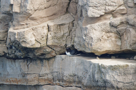 Thumbnail of Razorbill